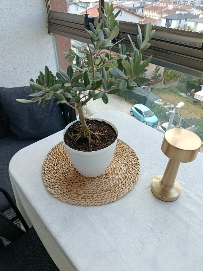 bonsai zeytin - 3