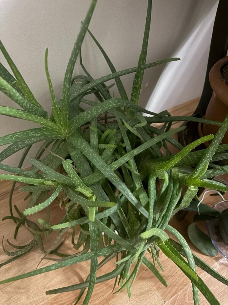 Aloevera - 2