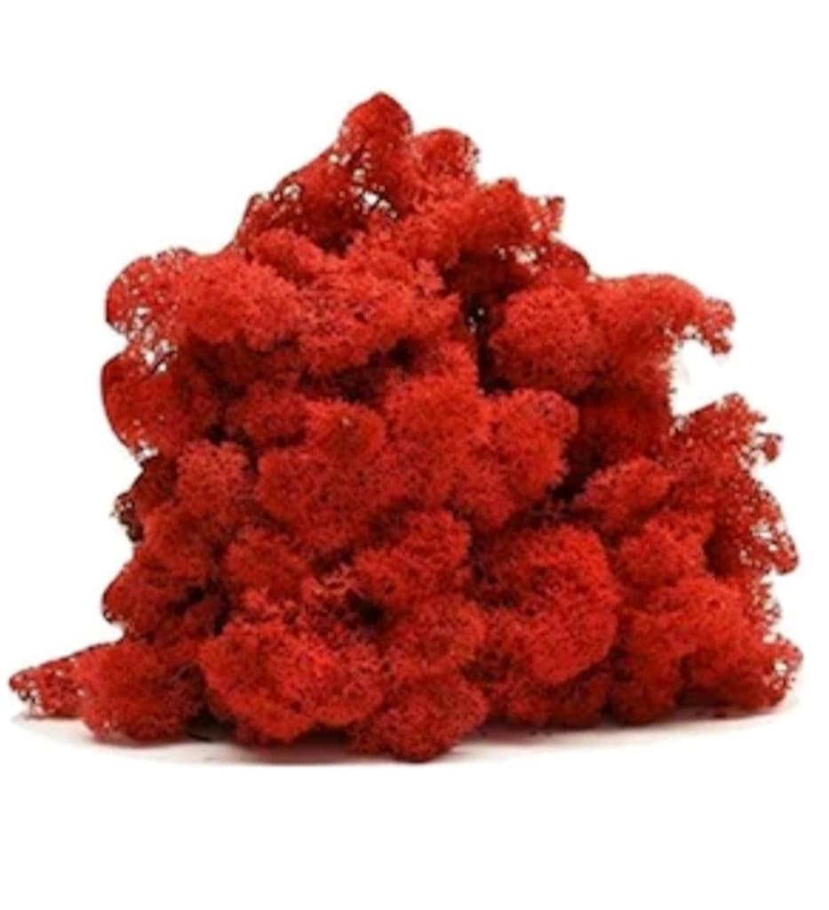 Kırmızı Şoklanmış Norveç Yosunu -Reindeer moss Sphangum Yosun - 250 Gr