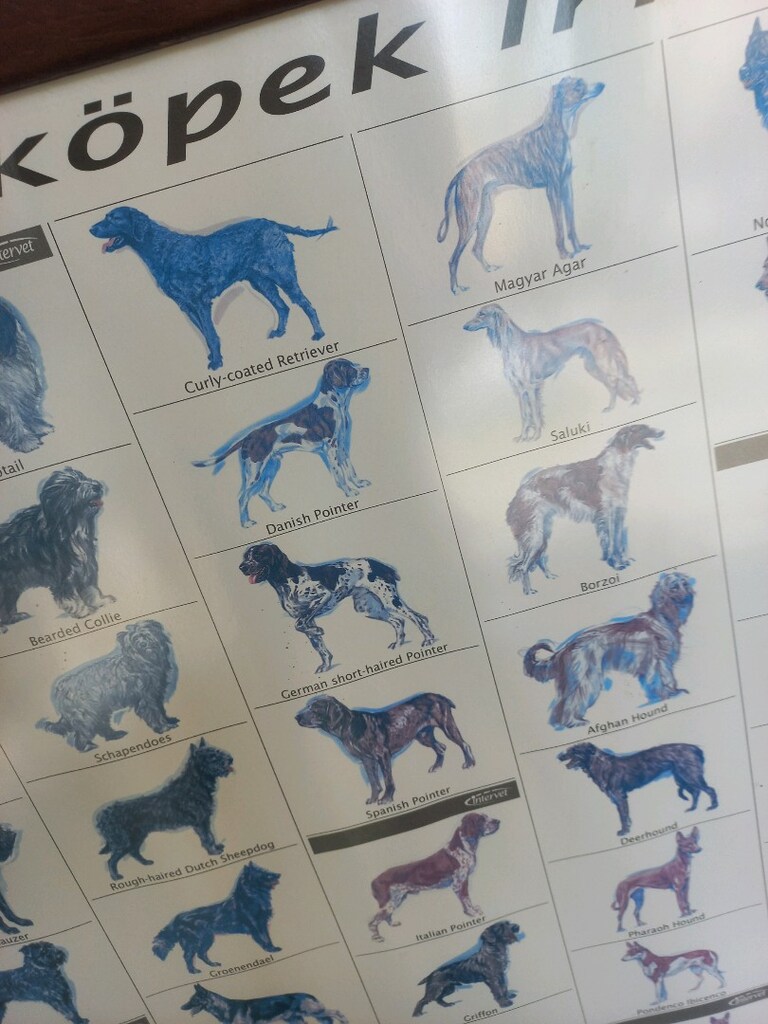 Tablo & Köpek Irkları - 9