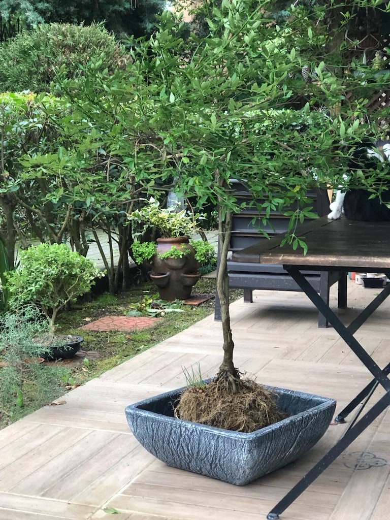 Sarı Yasemin Bitkisi Bonsai Formunda - 2