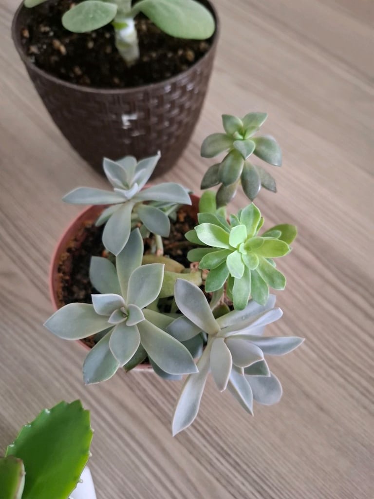 sukulent çeşitleri ( hepsi 550₺) - 3