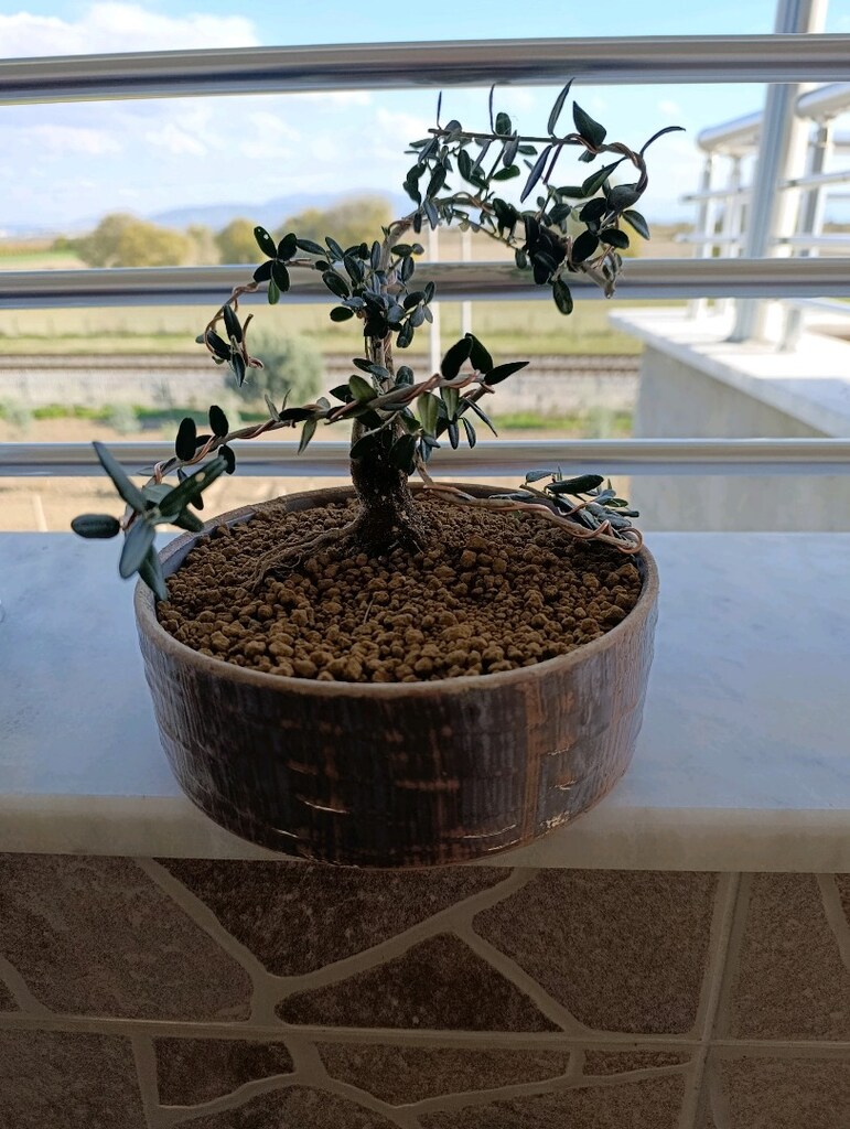 bonsai - 5
