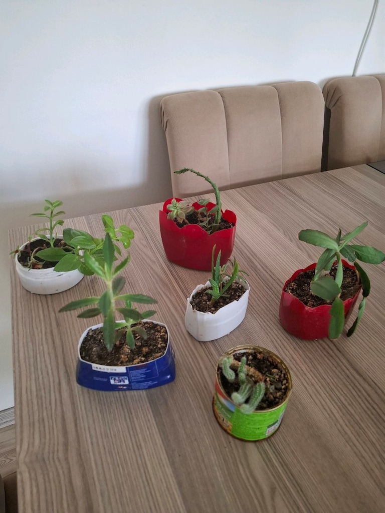 canlı çiçekler ( hepsi 100₺ ) - 13