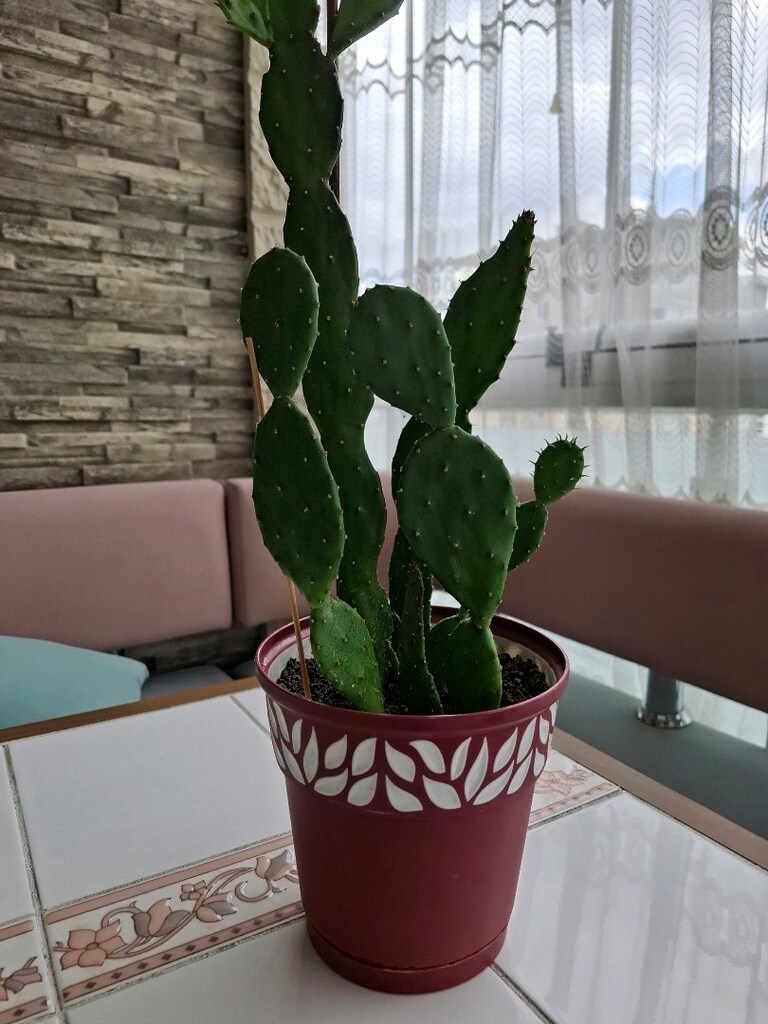kaktüs çiçeği - 8