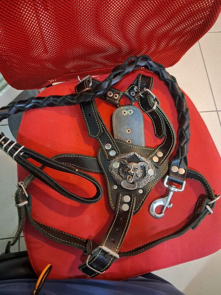 PROFESYONEL KÖPEK TASMASİ - 2