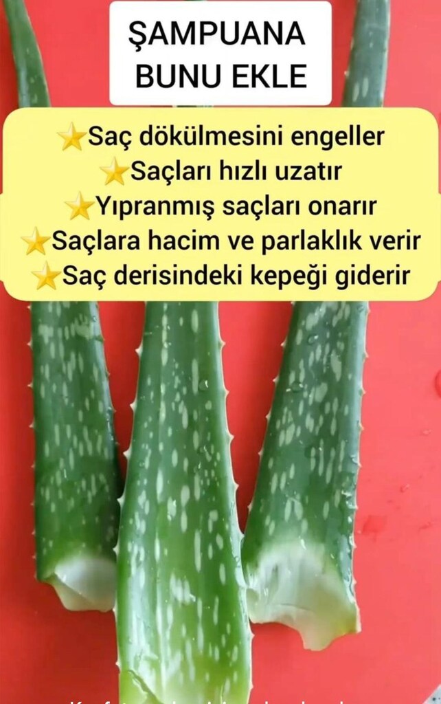 Meksika Cinsi Dev Aloe Vera Yaprağı - 3