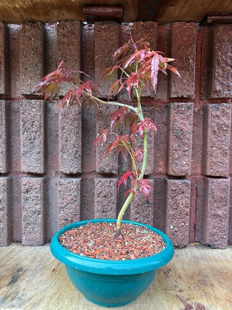 Acer Palmatum Atropurpureum Bonsai - 2