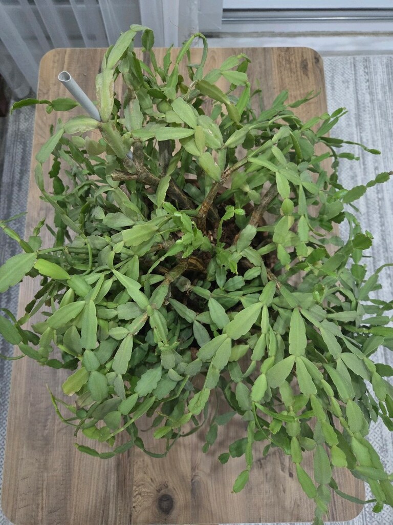 yılbaşı çiçeği - 2