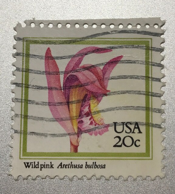 1 Adet Amerika Pulu 1984 / Orkide Ejderha Ağzı Wild Pink Arethusa bulb