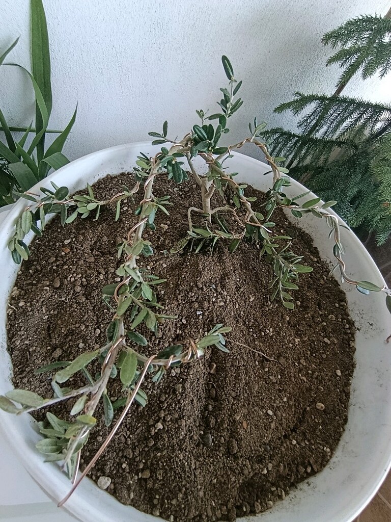bonsai - 2