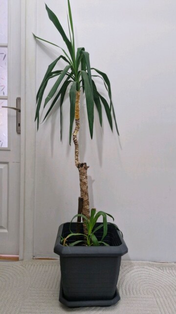 Yuka Palmiyesi / Yucca Elephantipes / Çiçek