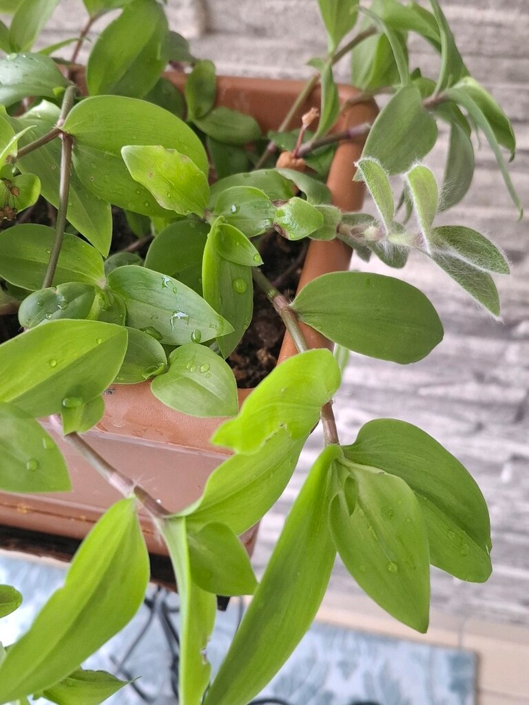 telgraf çiçeği ve çiçeklik 1050₺ - 7