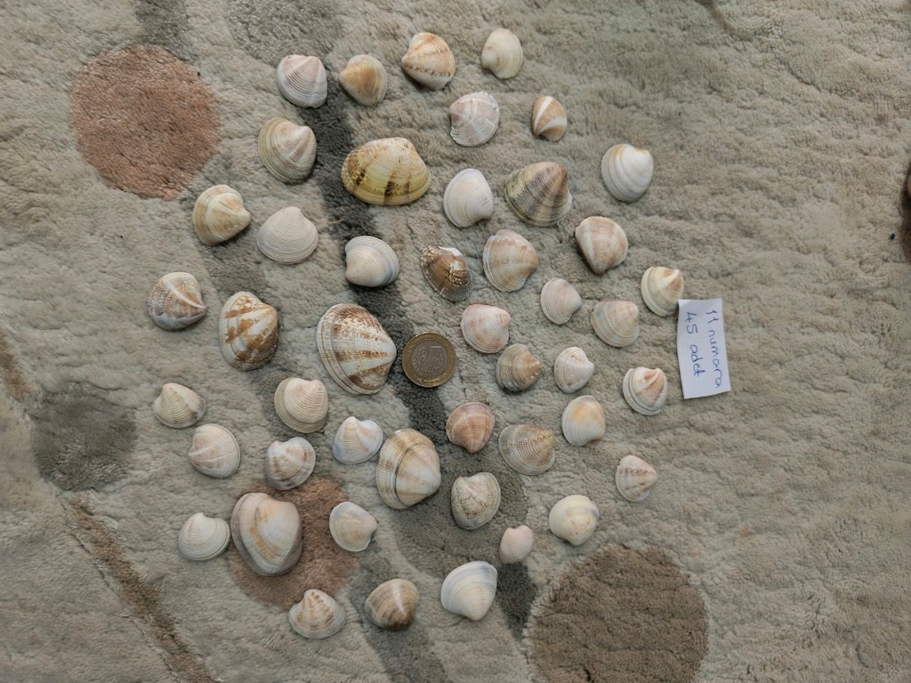 doğal Deniz kabukları - 11