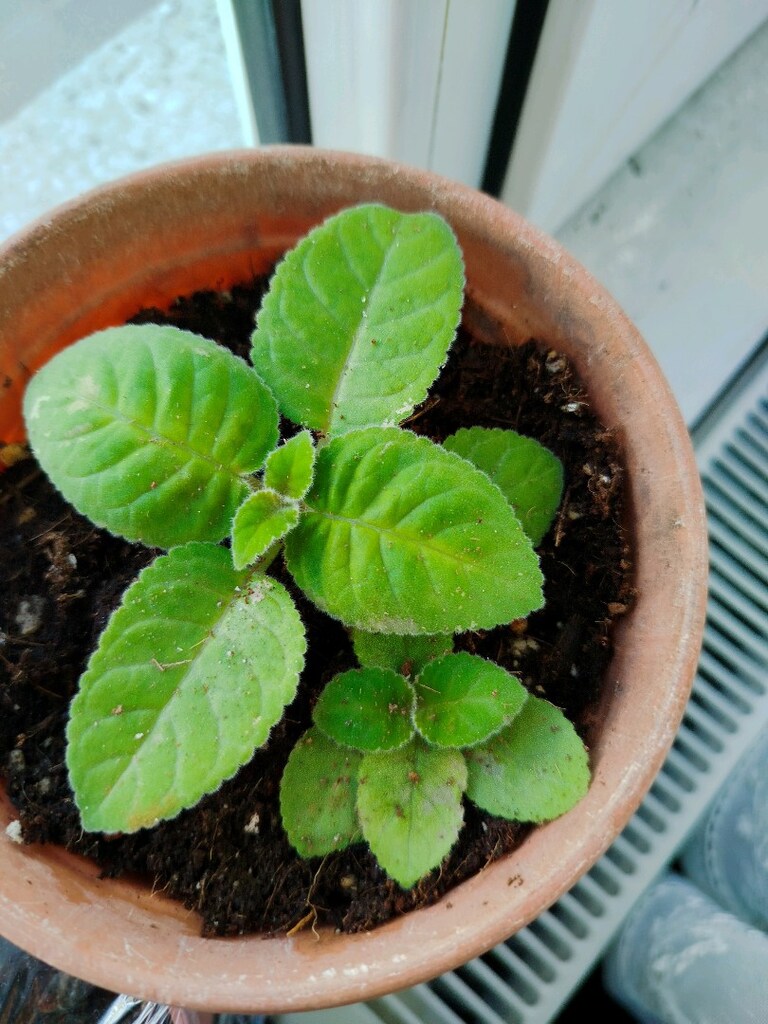 Gloxsinya fidesi iki adet - 3