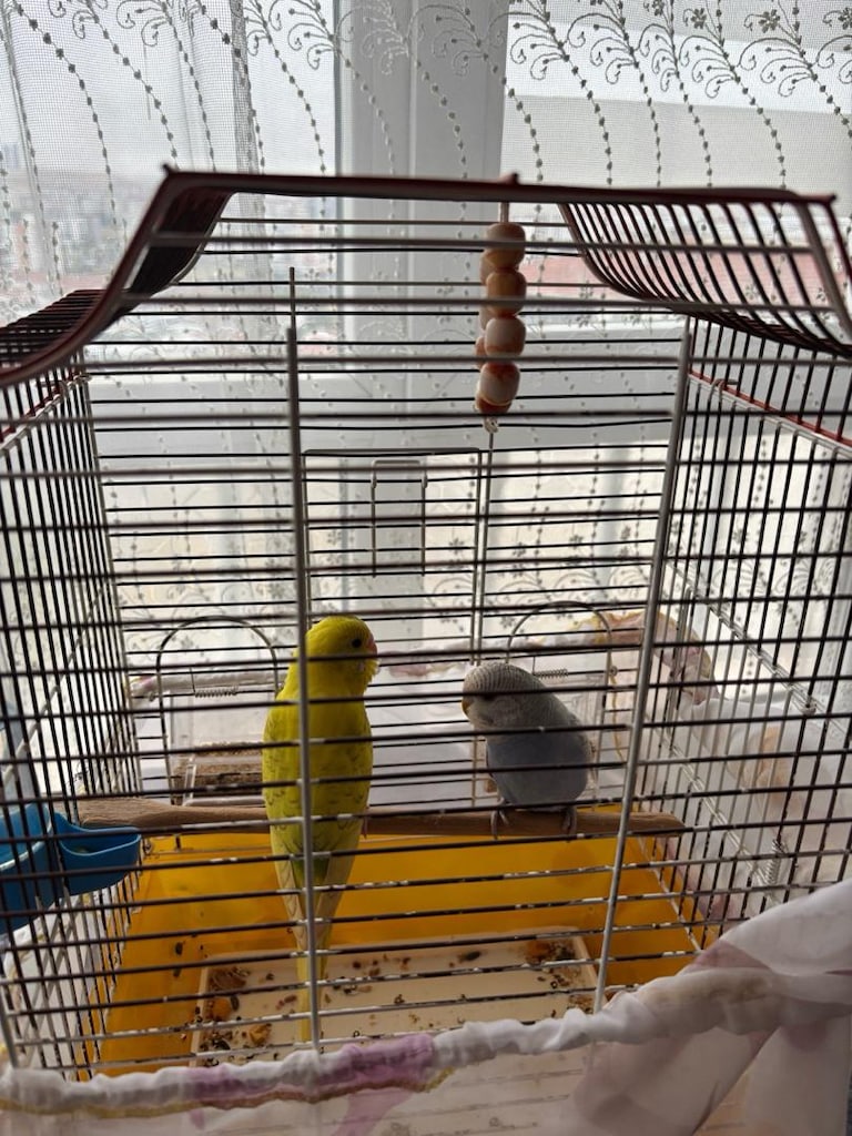 muhabbet kuşu kafesi ve kendisi - 2