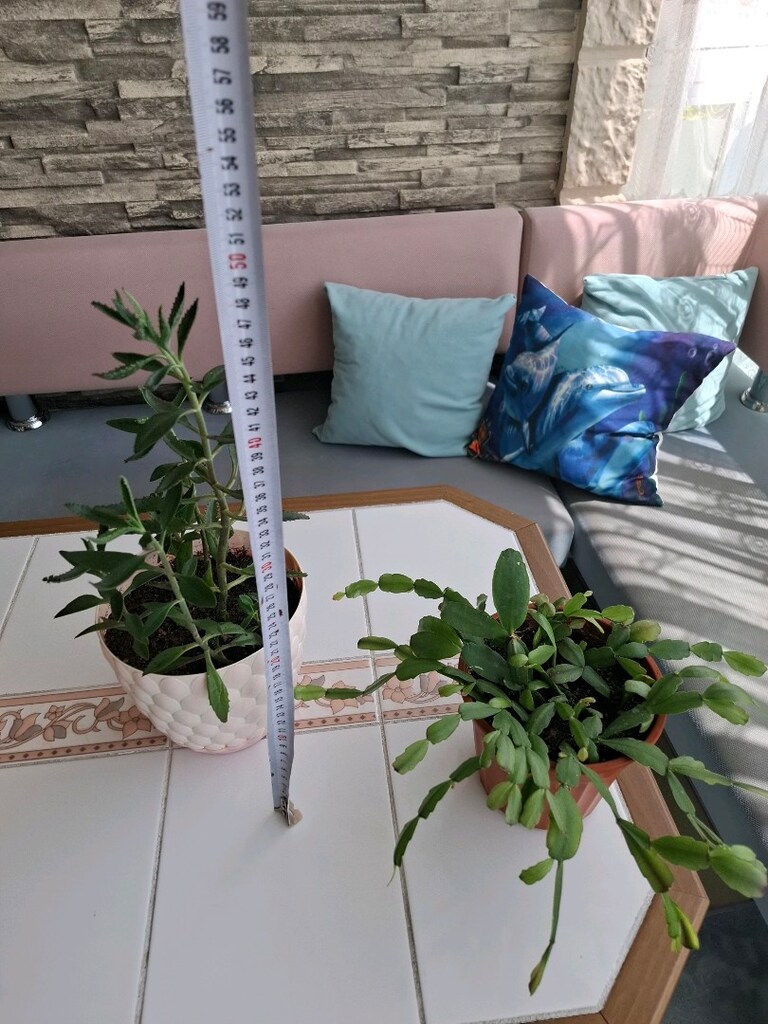 çiçek ( 2 saksı 550₺ ) - 3