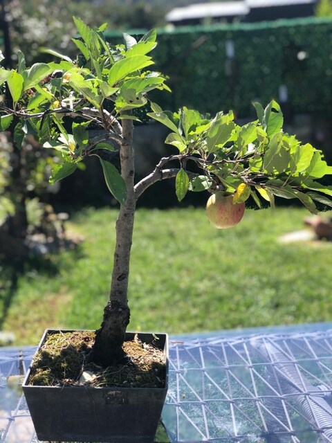 Bonsai Elma