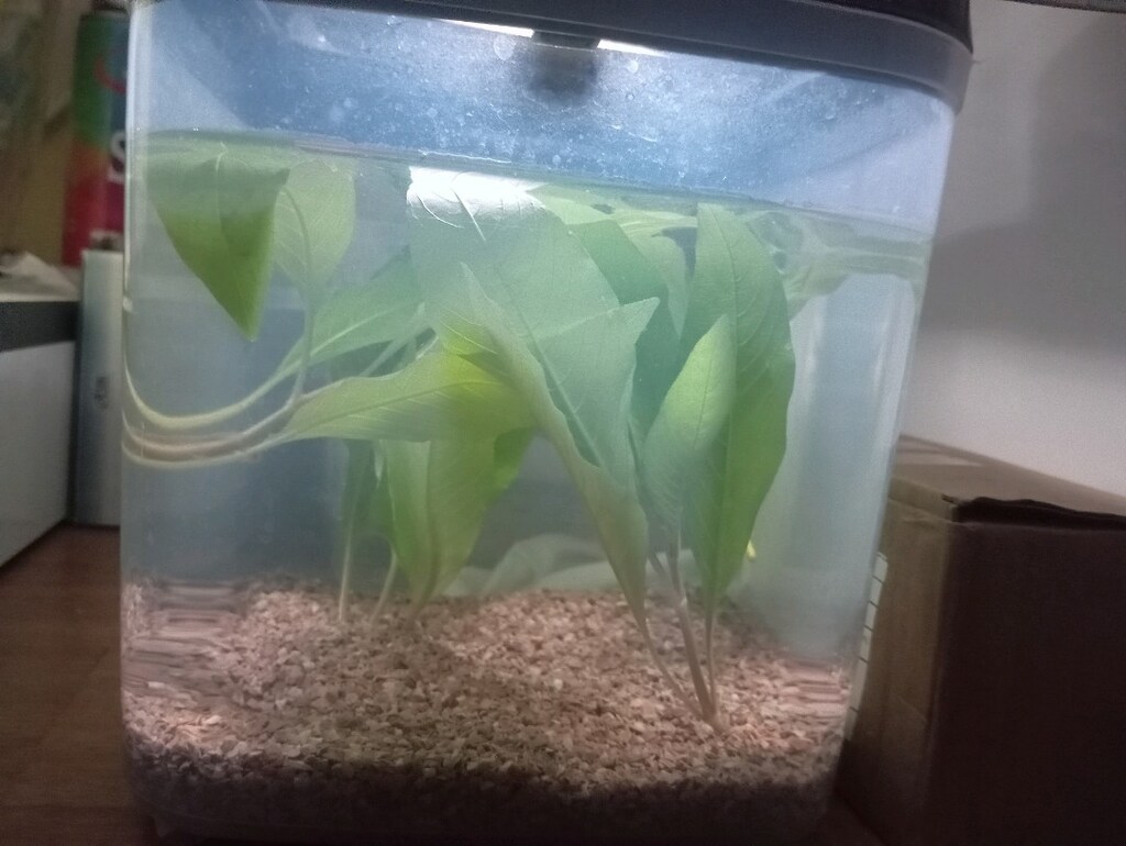 Akvaryum Limon Bitkisi - 2