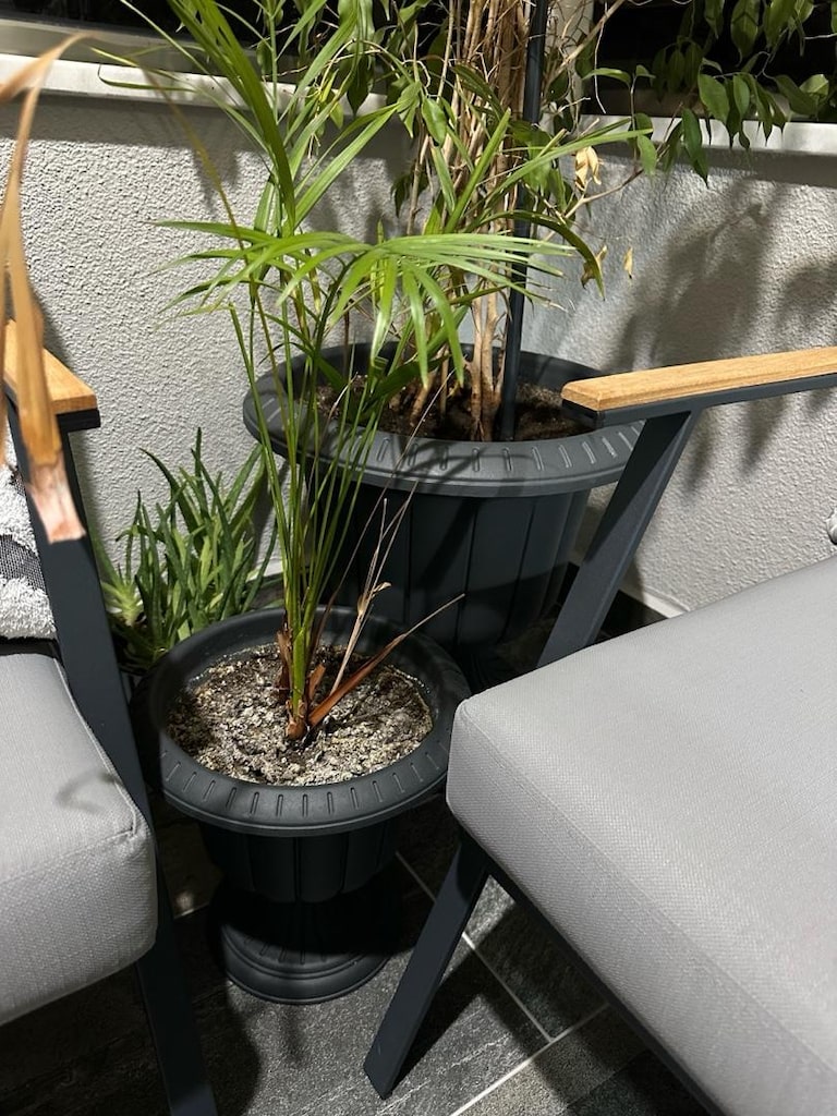 canlı salon bitkisi benjamin areka palmiyesi ve aloe vera bitkisi - 3