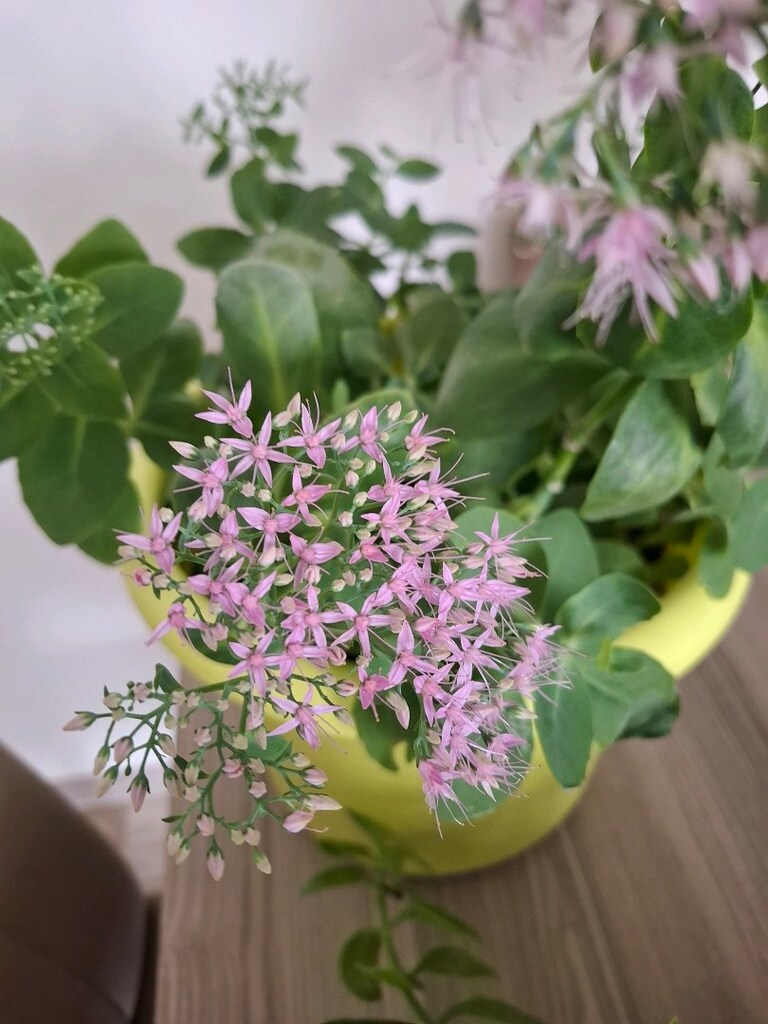 hepsi 550₺ canlı çiçekler - 2