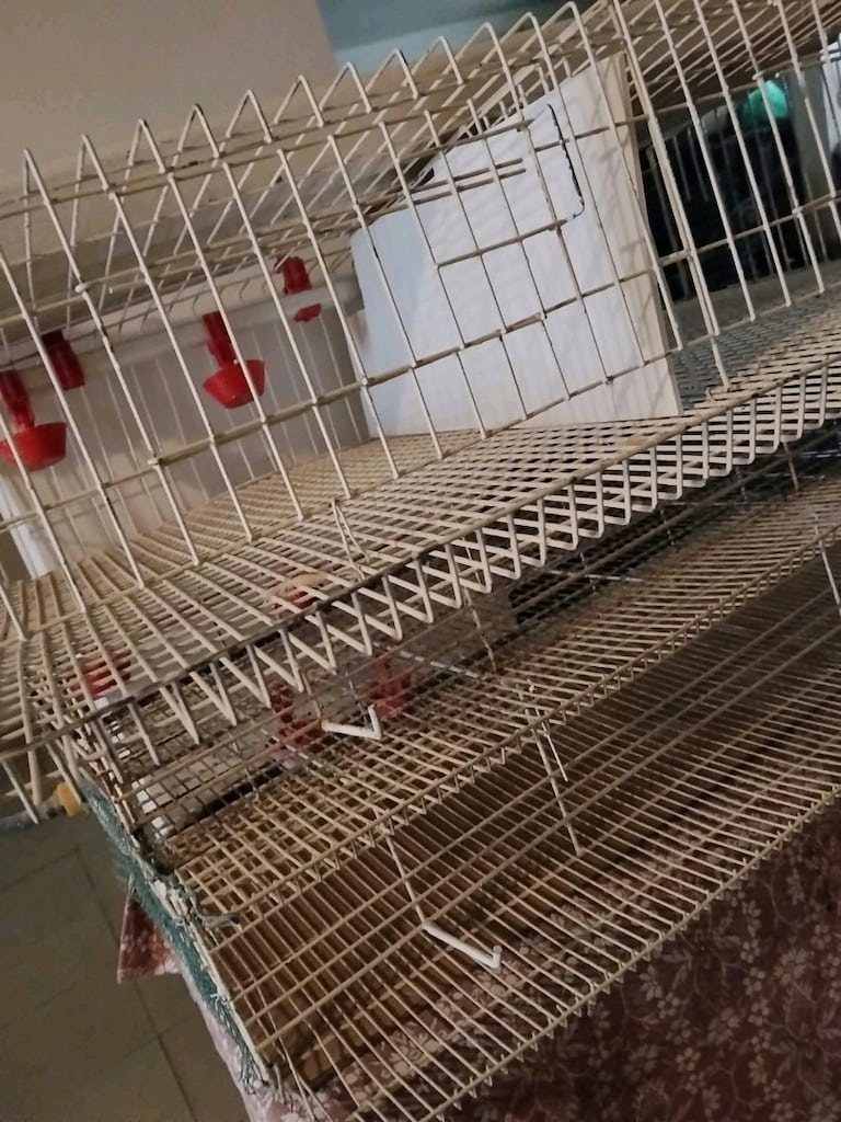 3 Adet Bıldırcın Kafesi - 4
