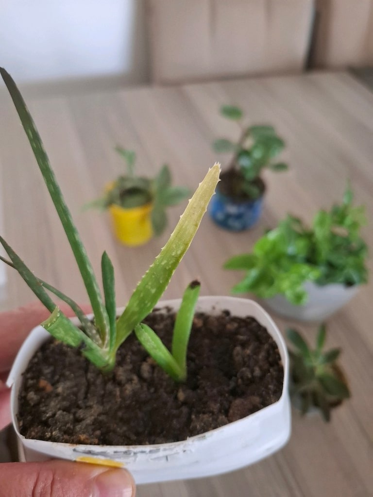 Hepsi 100₺ 6 adet canlı çiçek - 8