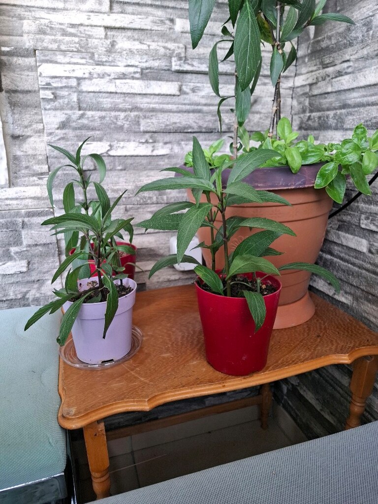 Meksika petunyası, gelin tacı çiçeği - 6