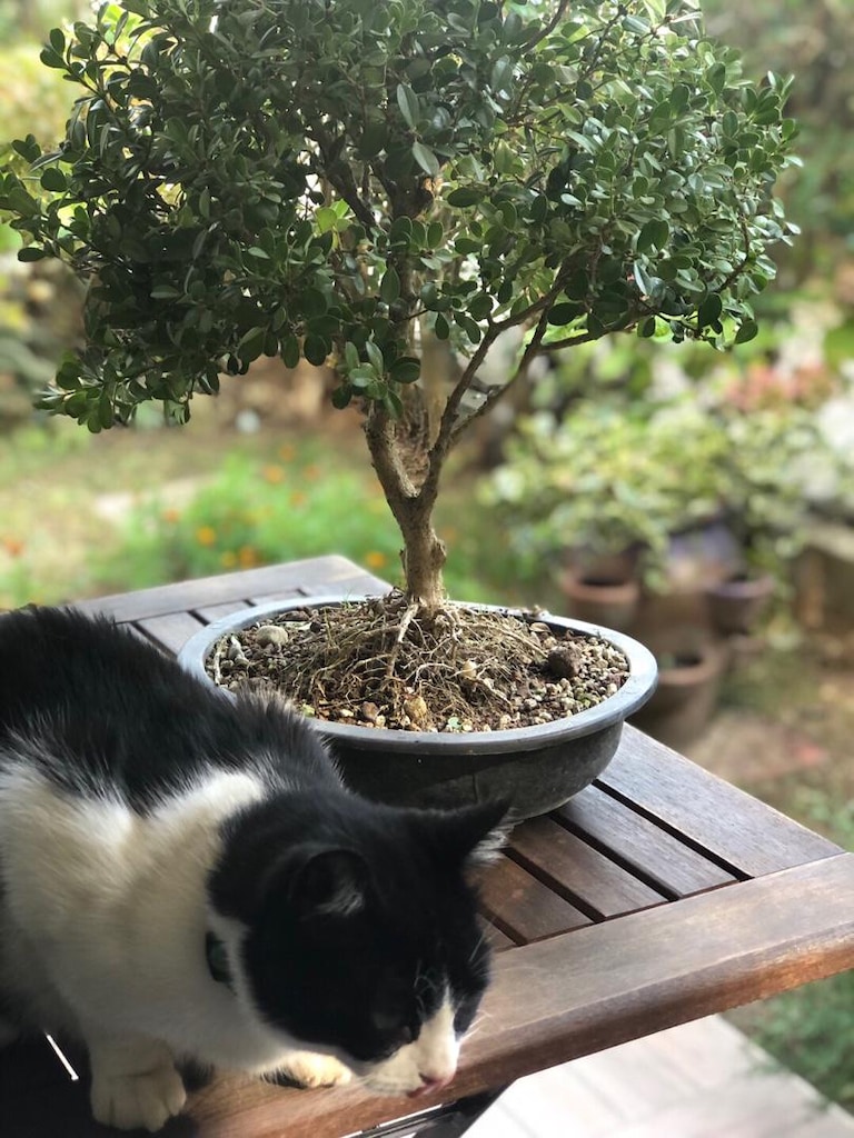 Bonsai Ağacı - 7