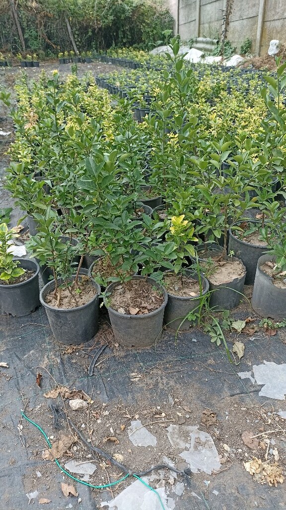 altunitaflan - 2