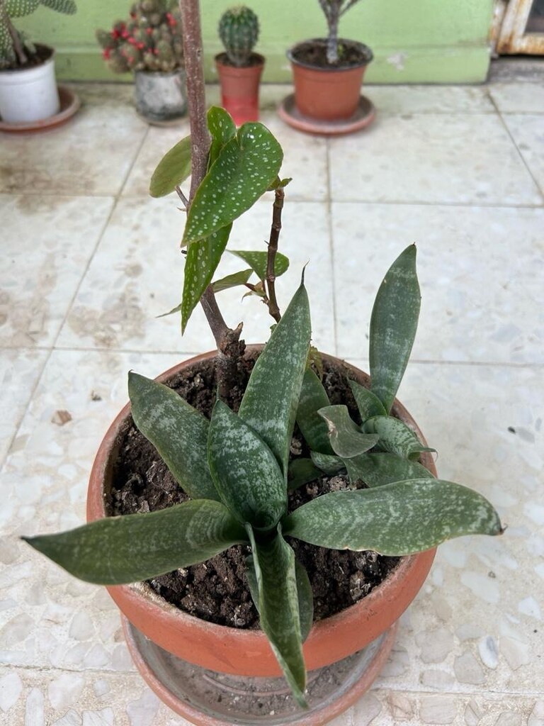 Canlı Kılıç Çiçeği - 2