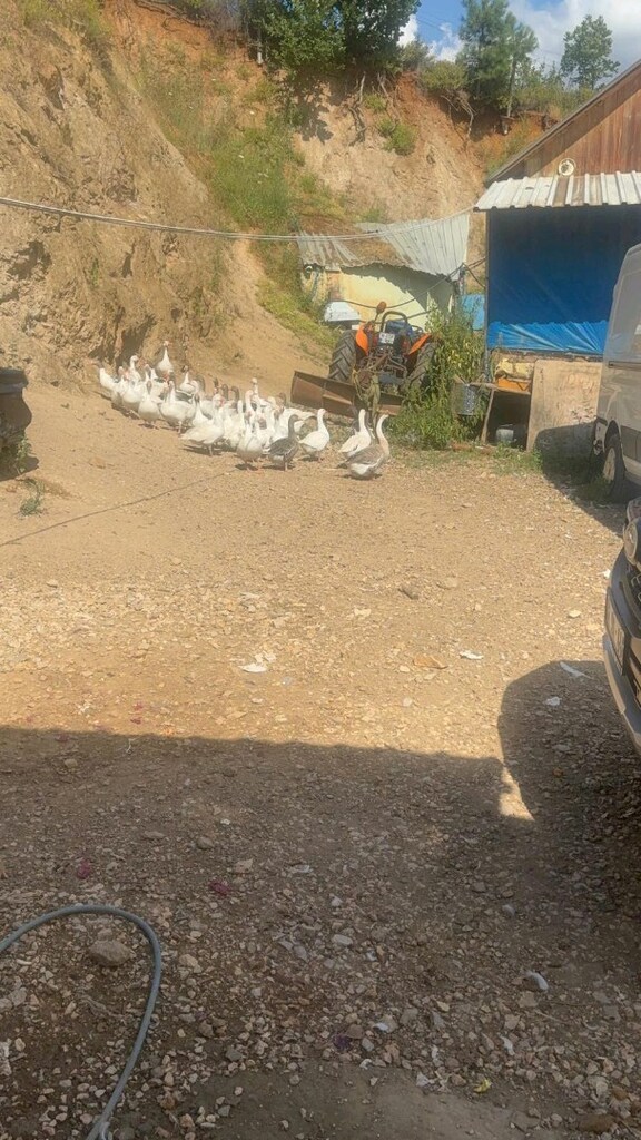 DOĞAL KAZLARIMIZ SATILIKTIR.