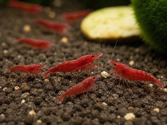 Kırmızı Kiraz NeoCaridina