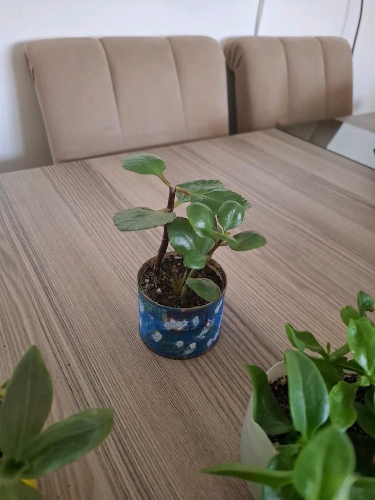 Hepsi 100₺ 6 adet canlı çiçek - 10