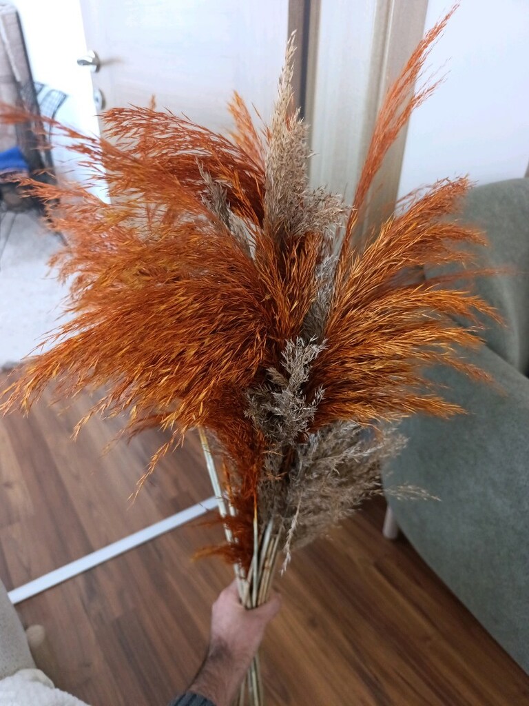 100 cm pampas - 2