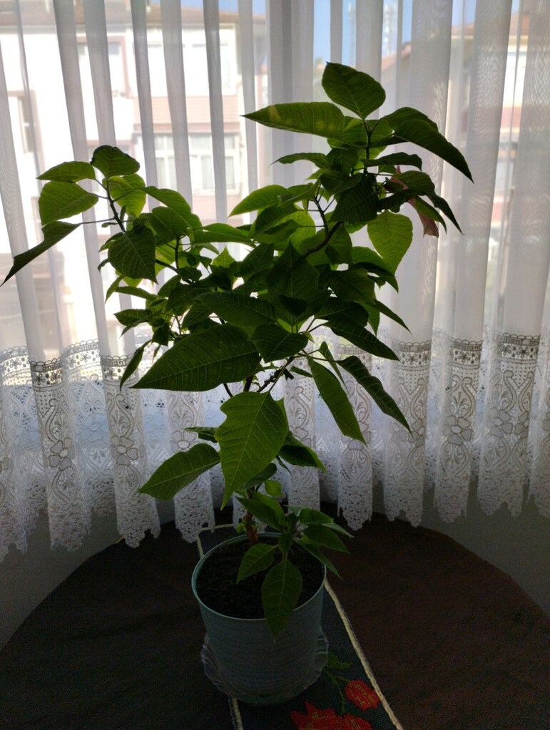 canlı çiçek - 4