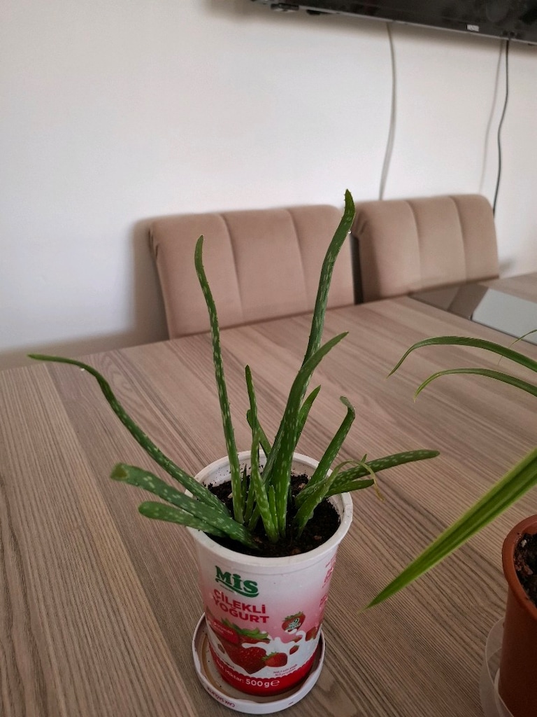 canlı çiçekler ( ikisi 250₺) - 10