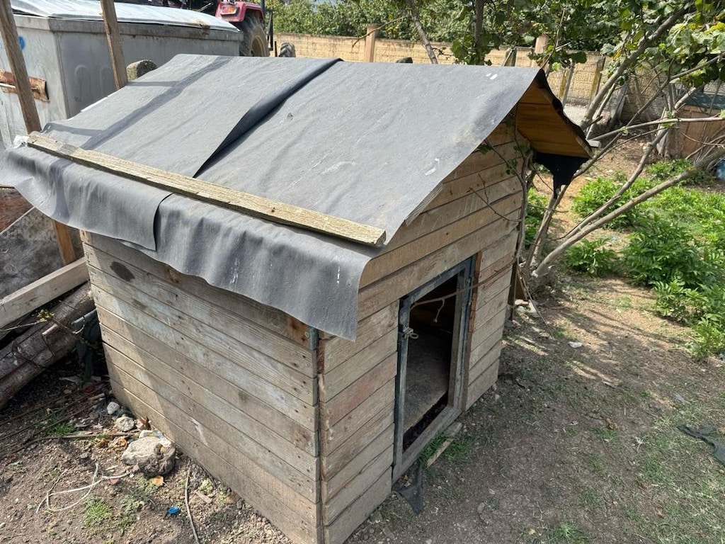 Köpek Kulubesi - 2