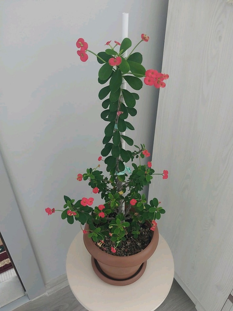 Dikenler Tacı Çiçeği - 5