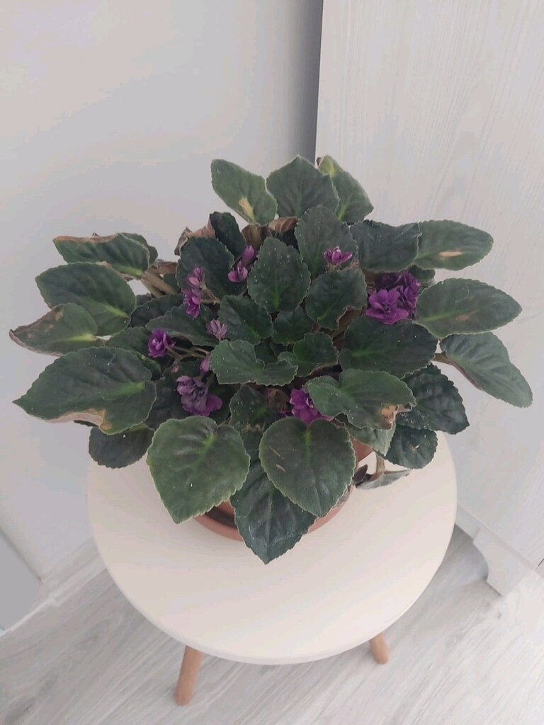 Magenta Menekşe - 3