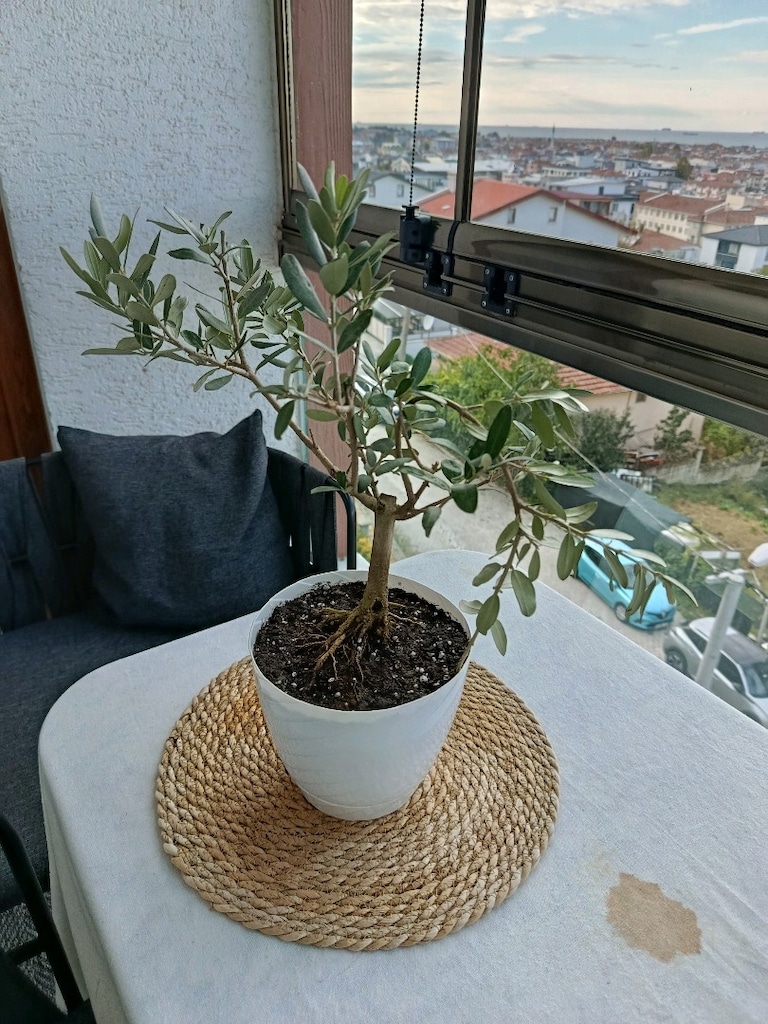 bonsai zeytin - 5