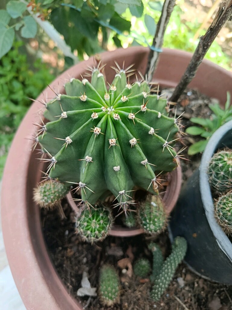 kaktüs anac kaktüs - 3
