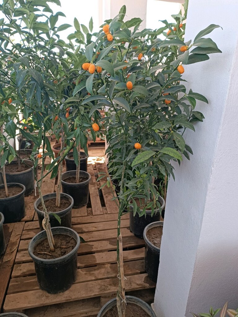 KUMKAT FİDESİI - 2