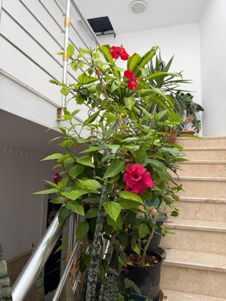 CANLI SALON ÇİÇEKLERi - 18