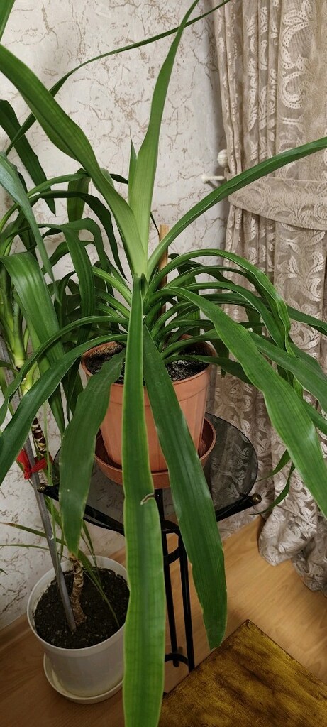 PANDANUS ÇİÇEĞİ - 3