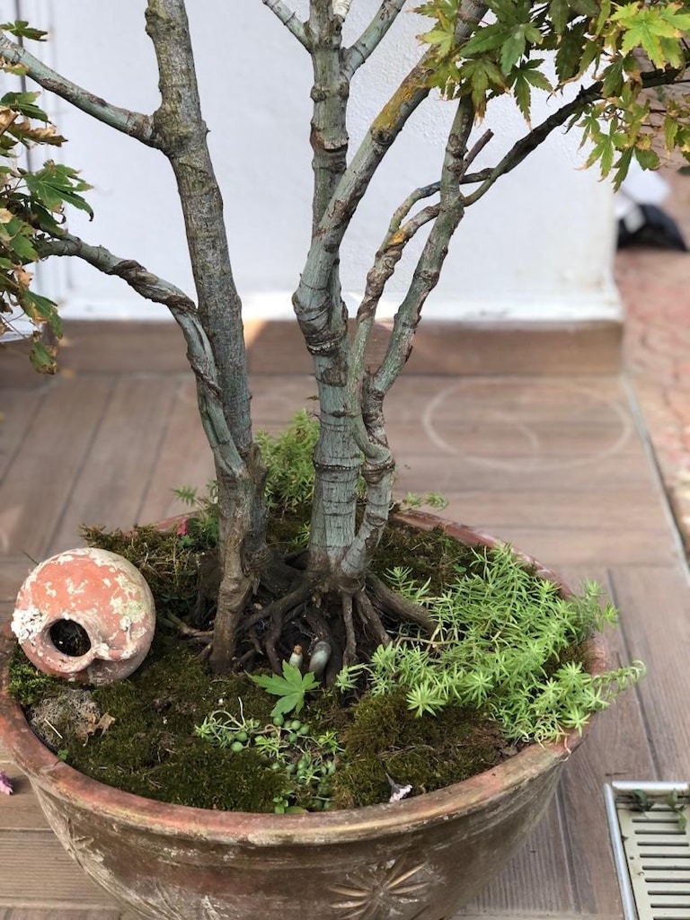 Toprak Saksıda Akçaağaç Bonsai - 3
