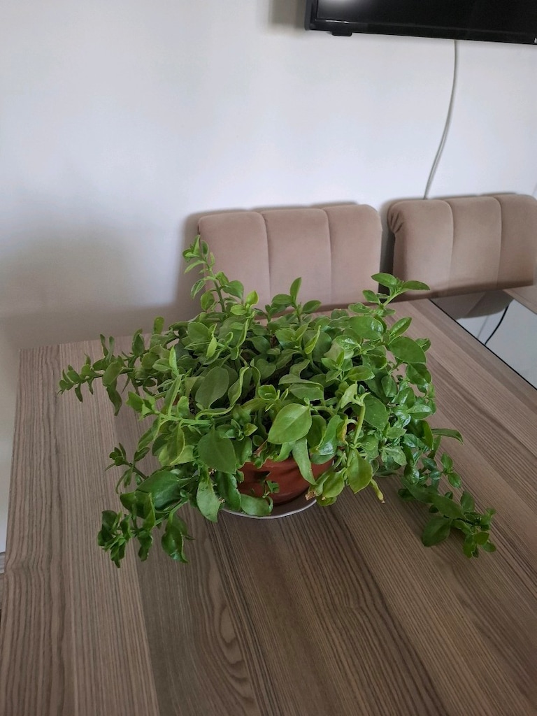 Buz çiçeği - 8