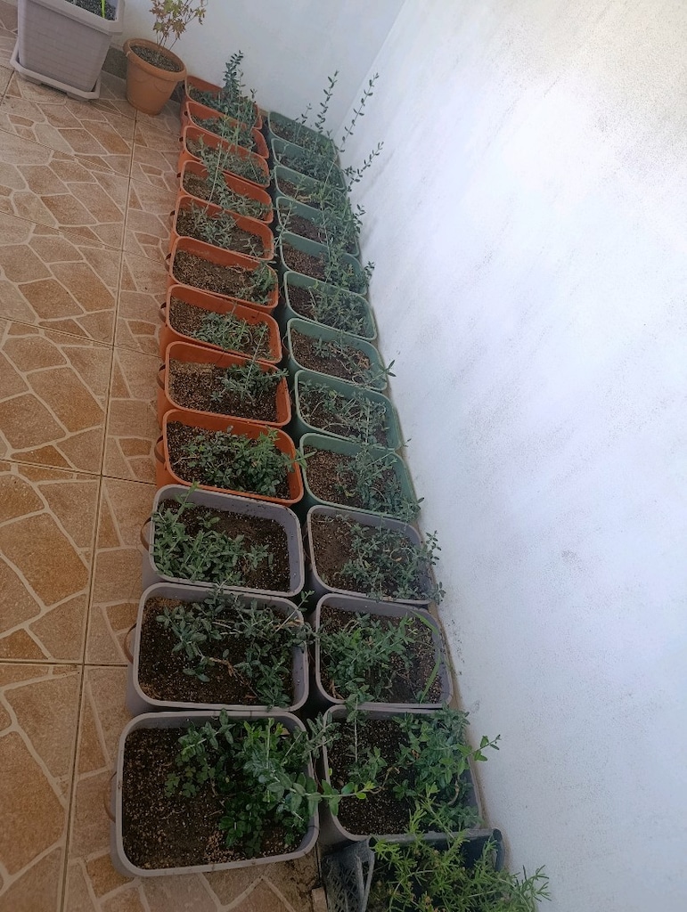 zeytin bonsai adayı - 10