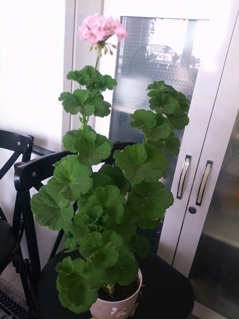 Özel tür pembe gül sardunyam saksıyla beraber satılıktır - 3