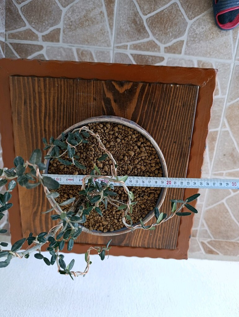 bonsai - 7